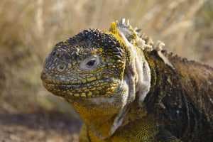 see land iguanas on a galapagos islands trip